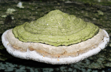 Echter Zunderschwamm (Fomes fomentarius ) - © Heinz Prelicz